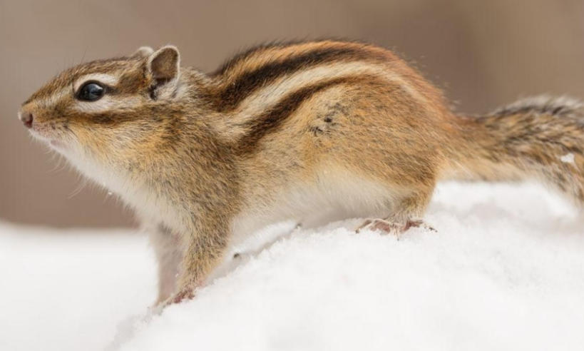 优乐装饰重庆别墅装修重庆别墅设计公司轮播图2